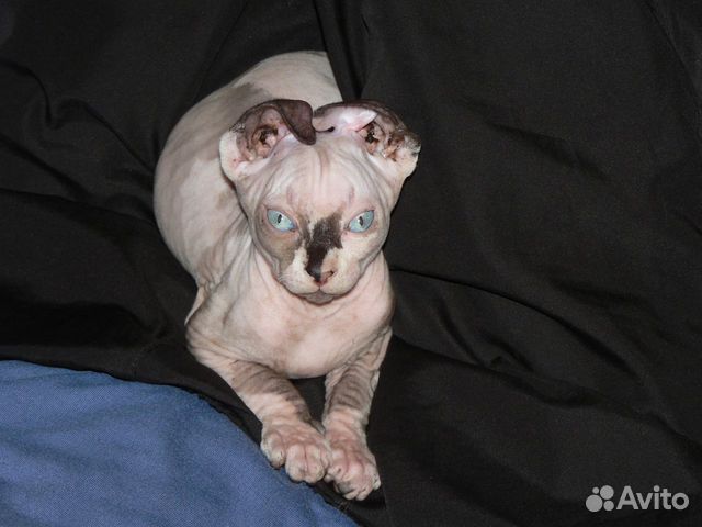 Кошки Породы Левкой Фото