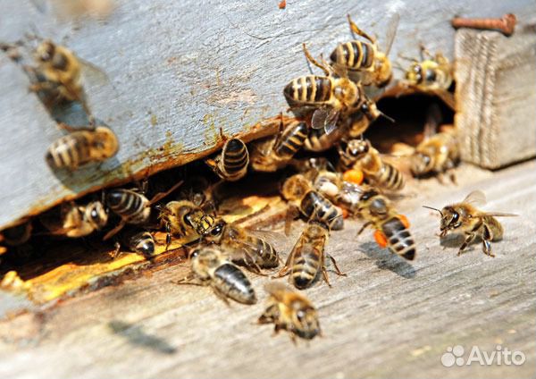 Продам пчел, пасеку, ульи, пчелосемьи купить на Зозу.ру - фотография № 2