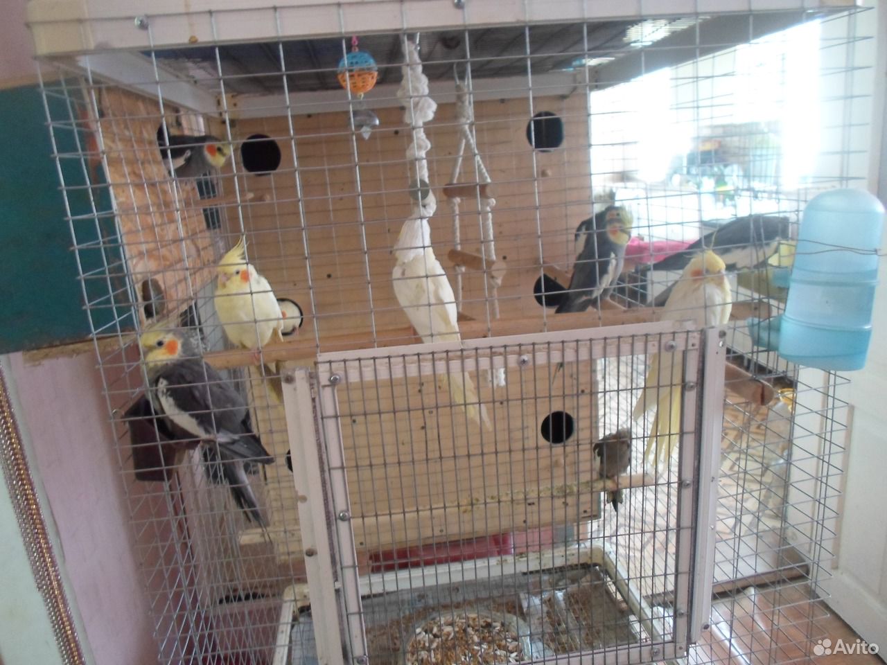 Ручные попугаи карелы купить на Зозу.ру - фотография № 3