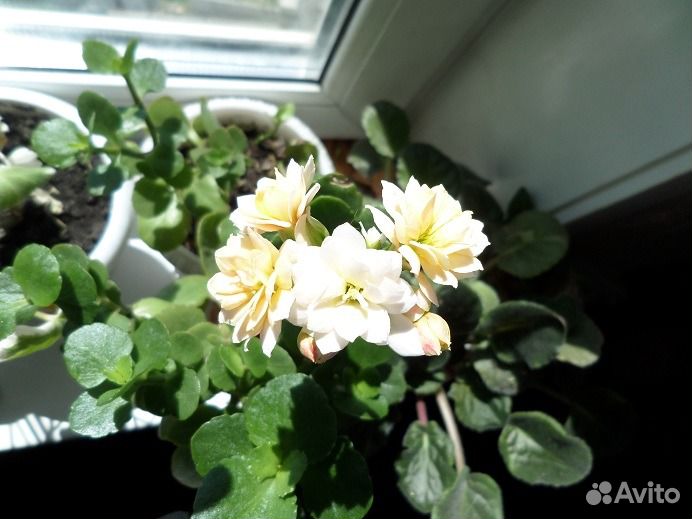 Цветы для дома купить на Зозу.ру - фотография № 2