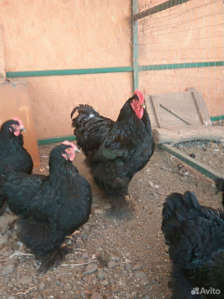 Цыплята, Петухи, яйцо купить на Зозу.ру - фотография № 3