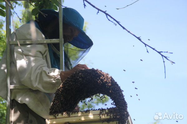 Рой пчёл среднерусской породы купить на Зозу.ру - фотография № 3