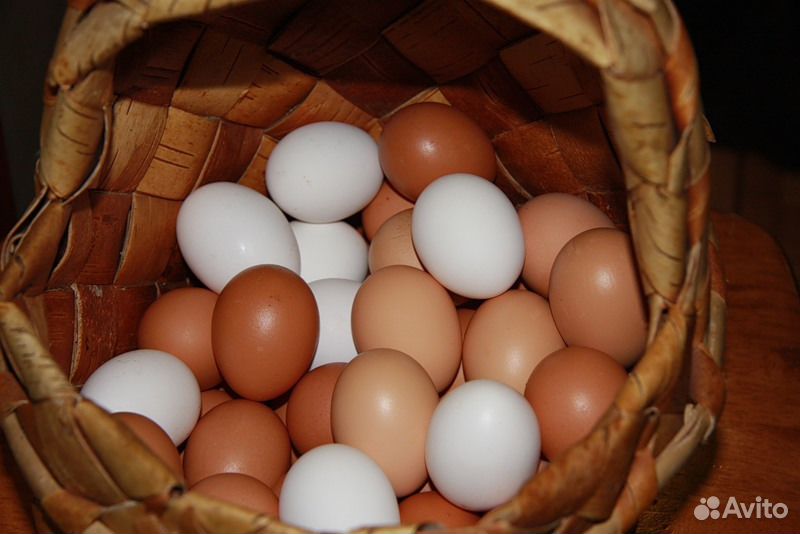 Яйцо куриное домашнее купить на Зозу.ру - фотография № 1