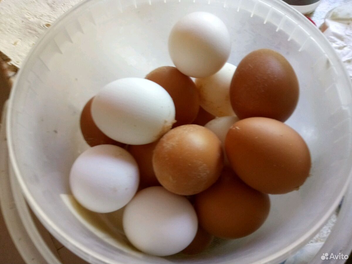Продаю свежие куриные яйца купить на Зозу.ру - фотография № 2