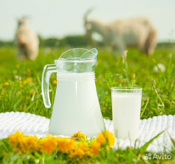 Козье молоко в Абакане купить на Зозу.ру - фотография № 2
