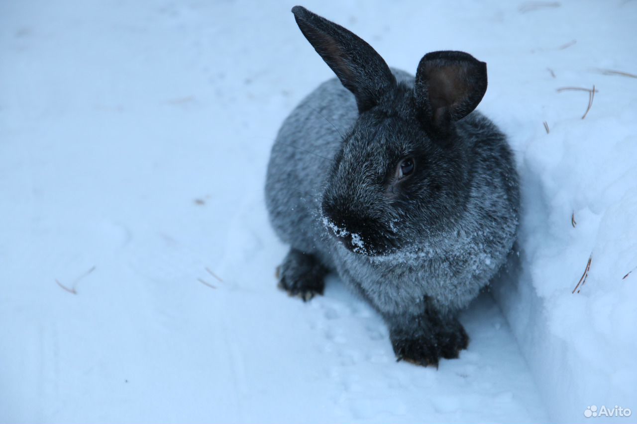 Кролики породы Серебристый (Полтавское серебро) купить на Зозу.ру - фотография № 3