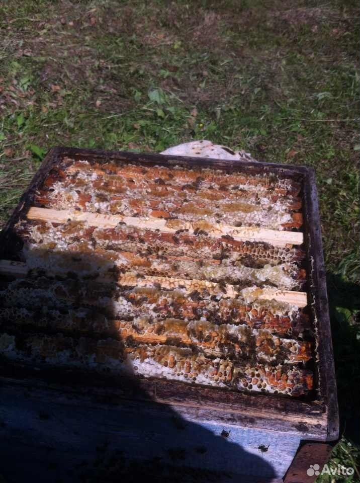 Пчелосемьи, рои, пчелопакеты купить на Зозу.ру - фотография № 3