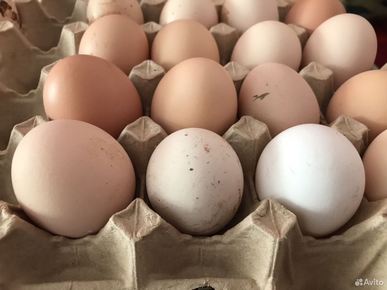 Купить инкубационное яйцо в воронежской области. Авито инкубационное яйцо. Авито яйца. Инкубационное яйцо в Тульской области на авито. Яйца чуваша.