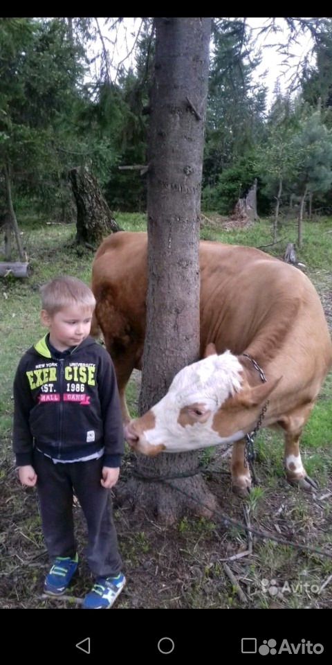 Молоко коровье купить на Зозу.ру - фотография № 3