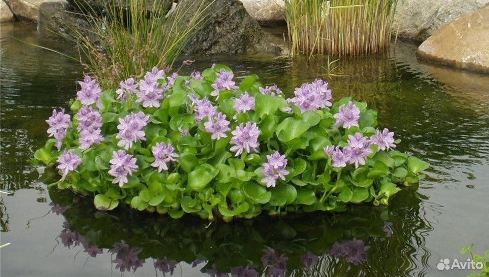 Водный Гиацинт Купить