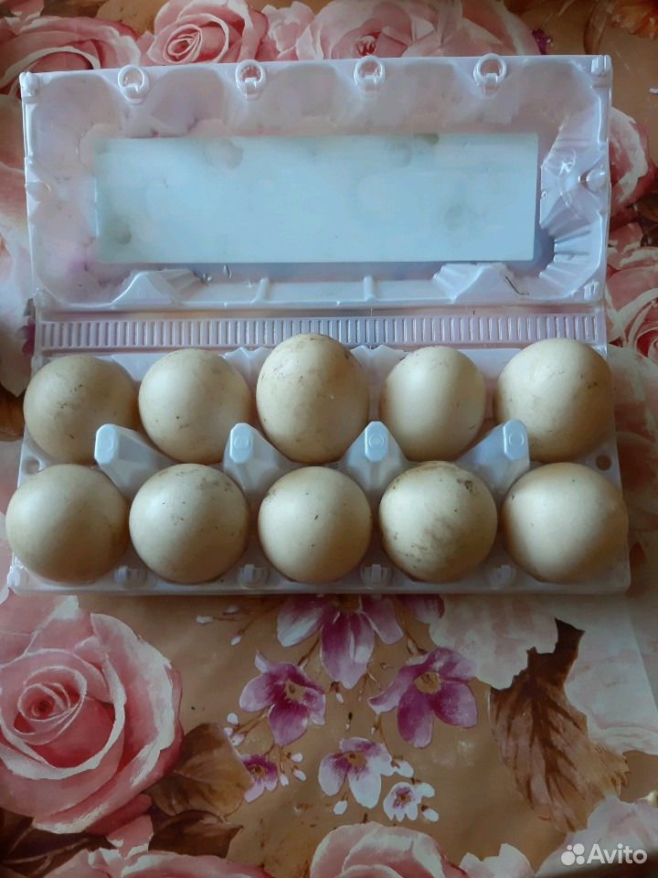 Инкубационные яйца индоутки купить на Зозу.ру - фотография № 1