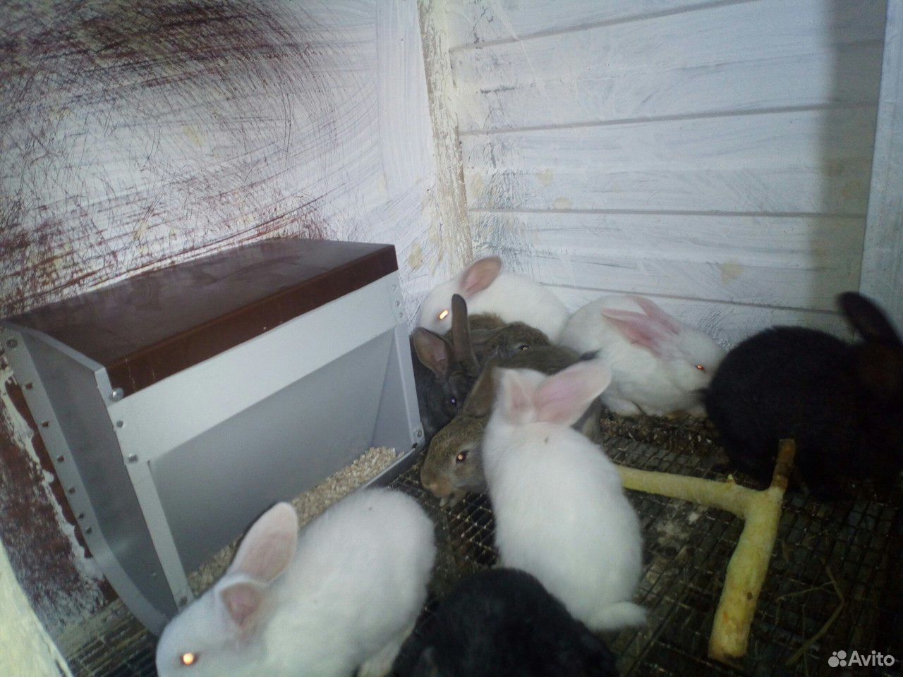 Кормушки для кроликов купить на Зозу.ру - фотография № 7