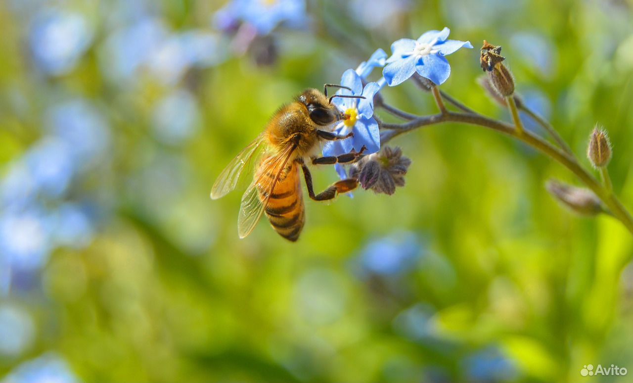 Продам пчелосемьи купить на Зозу.ру - фотография № 1
