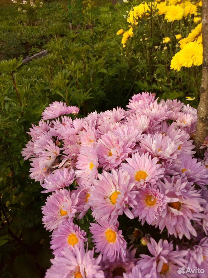 Хризантема розовая и астильба купить на Зозу.ру - фотография № 1