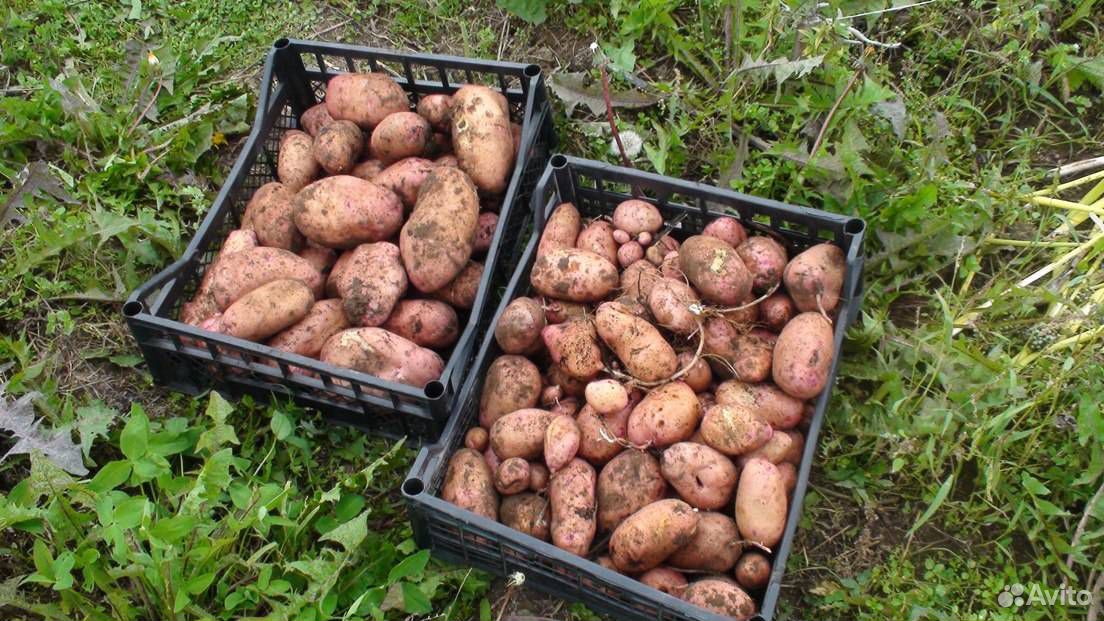 Картофель со своего огорода купить на Зозу.ру - фотография № 2
