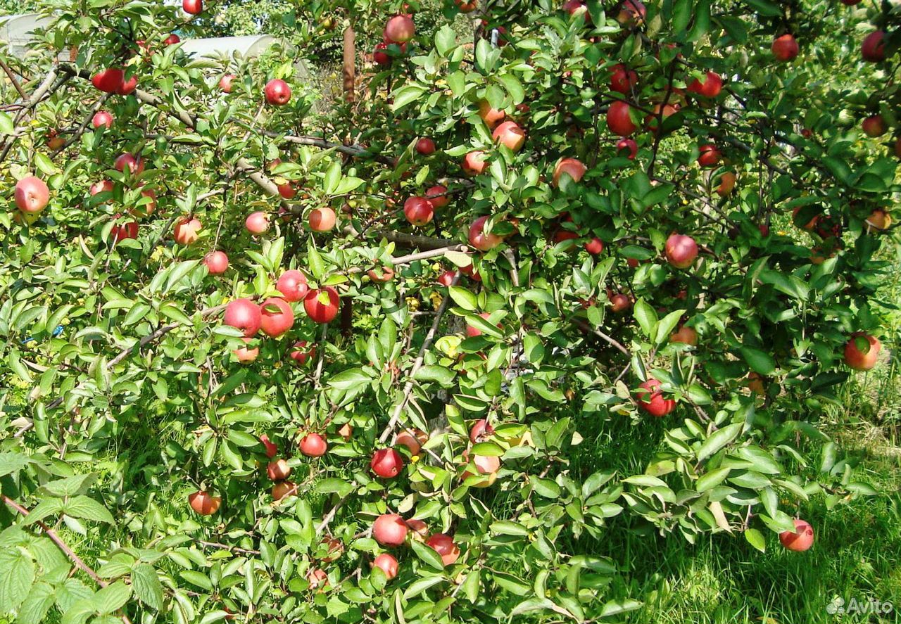 Яблони сортовые, 5-6 лет, плодоносящие купить на Зозу.ру - фотография № 7