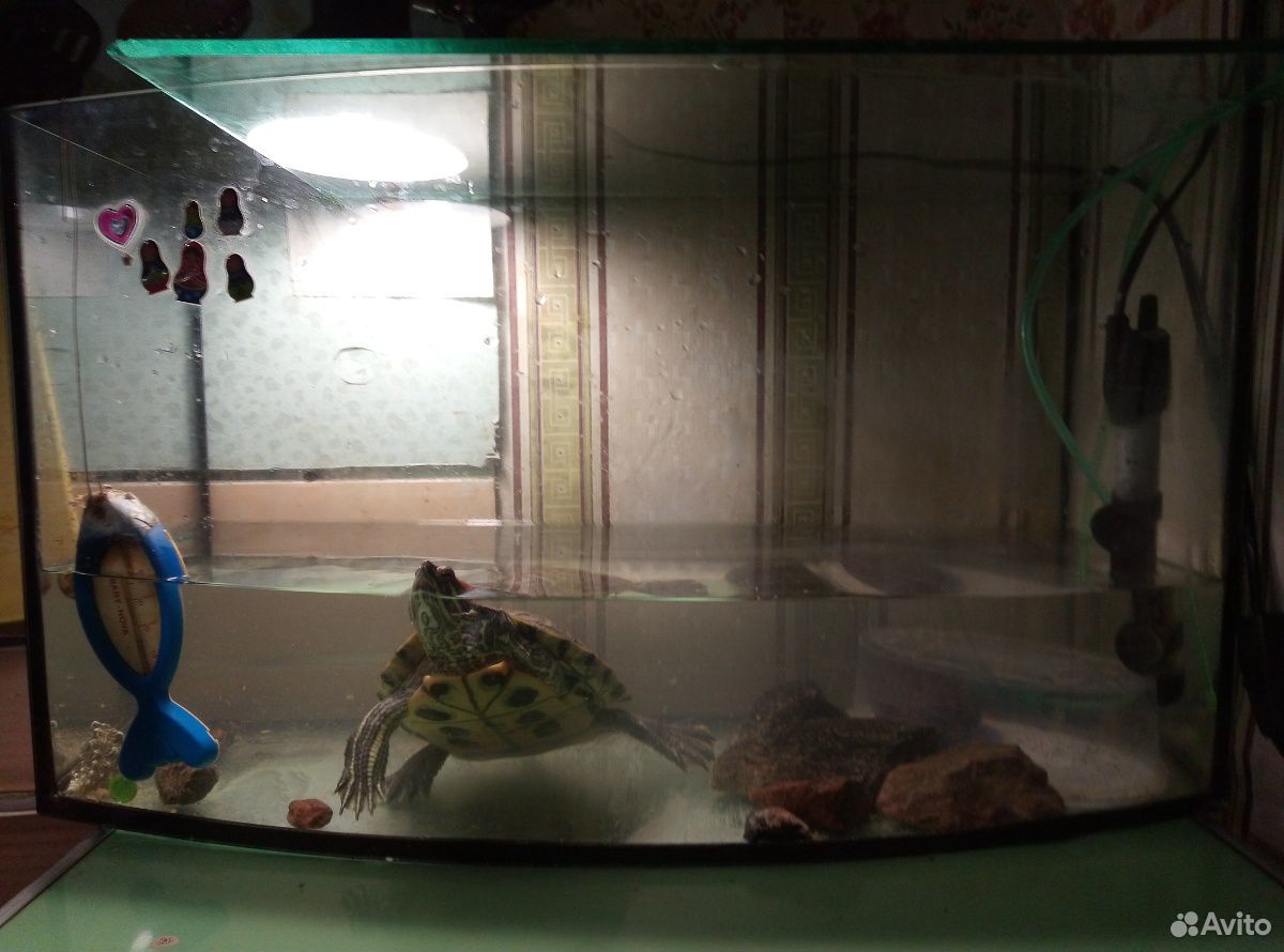 Водная красноухая черепаха купить на Зозу.ру - фотография № 2
