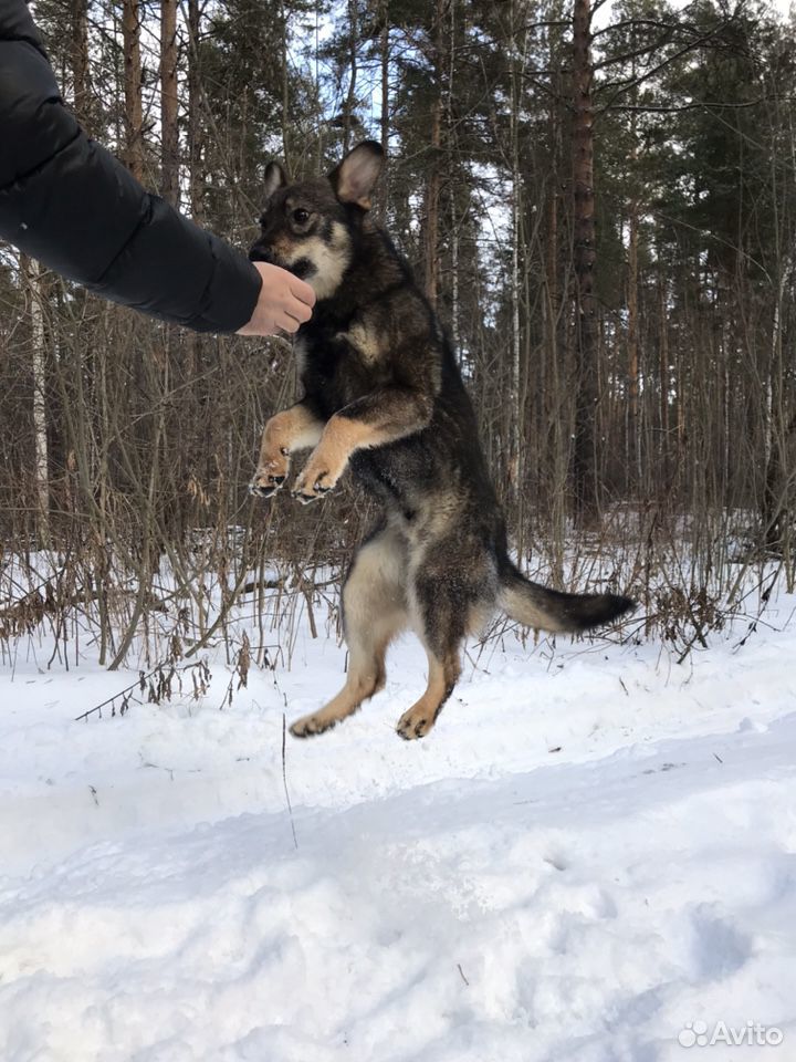 Собака в хорошие руки