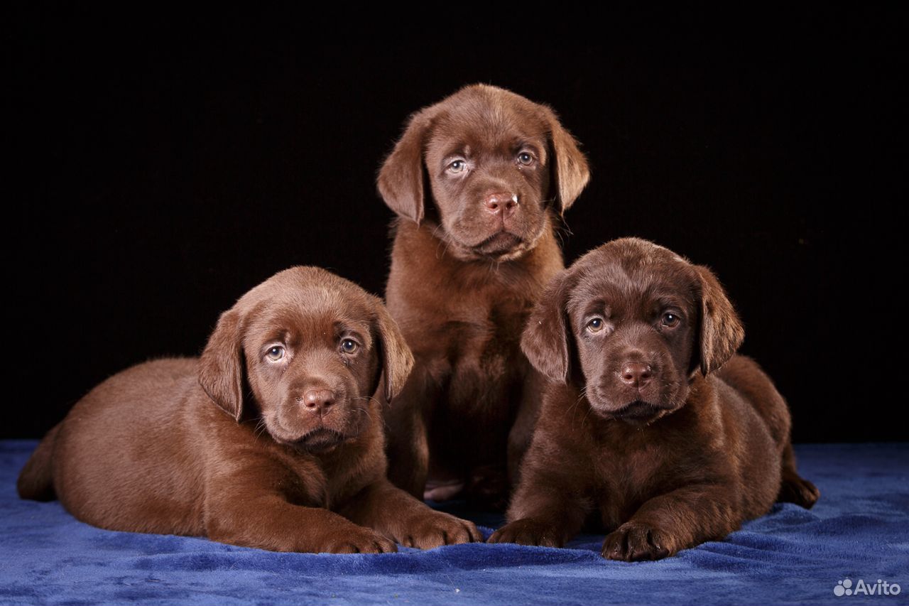 собака корги. питомник лабрадоров подмосковье. фото щенков мальчика и девочки. бигль щенок. элитные щенки.
