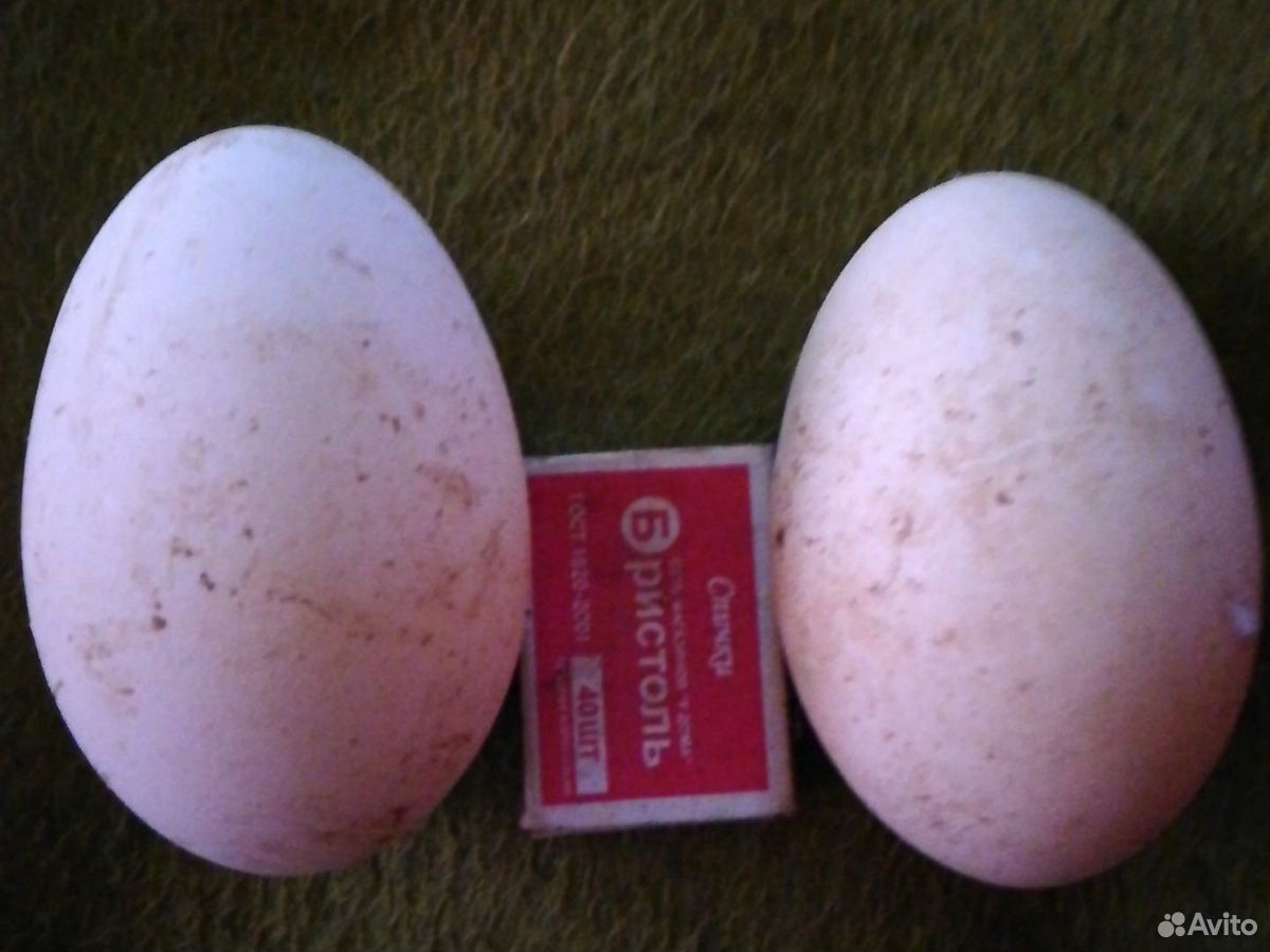 Инкубационное яйцо гуся утки купить на Зозу.ру - фотография № 2