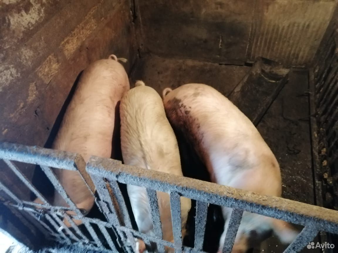 Продам свиней на мясо купить на Зозу.ру - фотография № 2