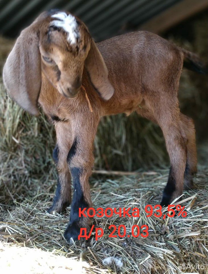 Супер нубийские козы купить на Зозу.ру - фотография № 1