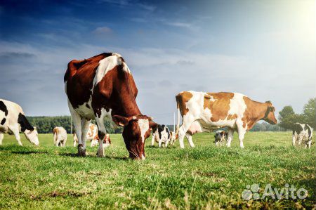 Продам высоко дойных коров купить на Зозу.ру - фотография № 1