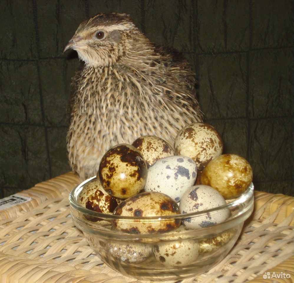 Инкубационное перепелиное яйцо купить на Зозу.ру - фотография № 4