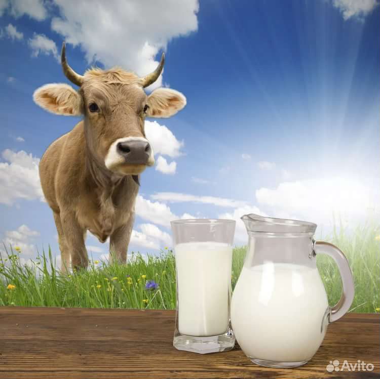 Молочная продукция, молоко, сметана, творог разной купить на Зозу.ру - фотография № 1