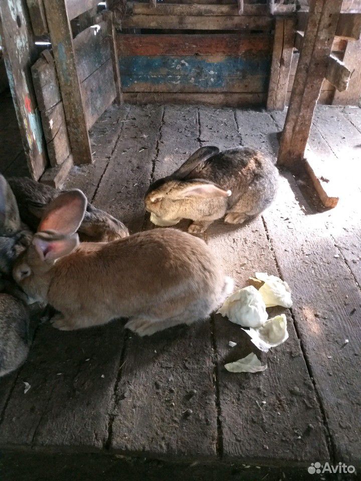 Кролы купить на Зозу.ру - фотография № 6