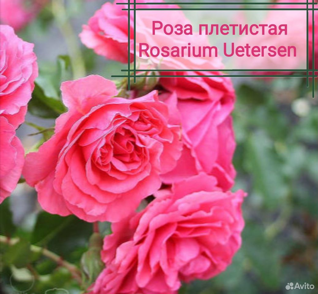 Розы Плетистые. Саженцы купить на Зозу.ру - фотография № 4