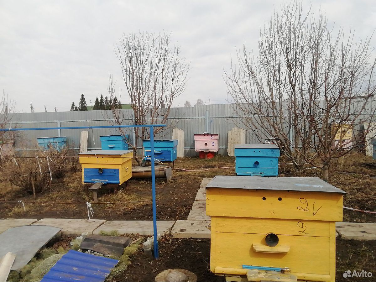 Продаём пчелосемьи купить на Зозу.ру - фотография № 3