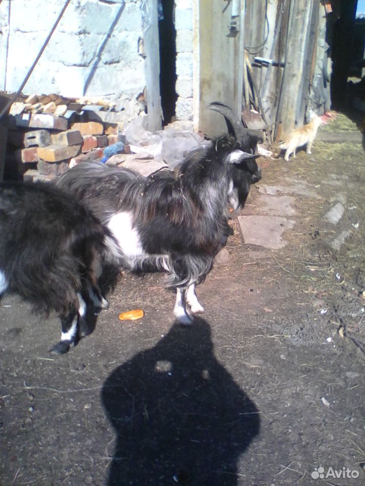 Продаю коз купить на Зозу.ру - фотография № 2