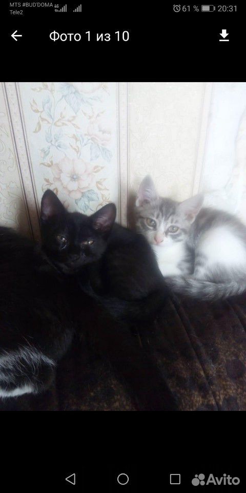 Кошка чёрная и два кота серых купить на Зозу.ру - фотография № 1