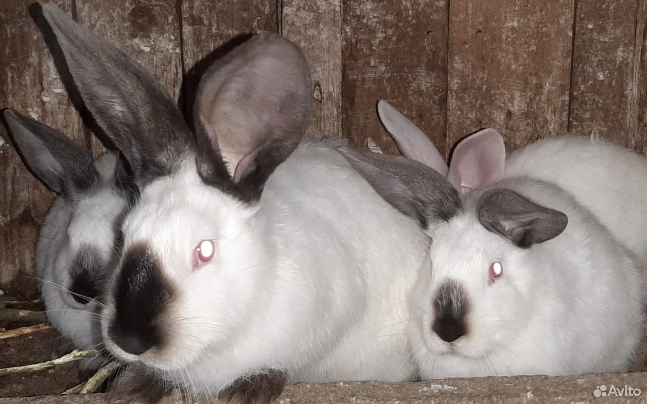 Кролики: калифорнийская и крупная белая породы купить на Зозу.ру - фотография № 1