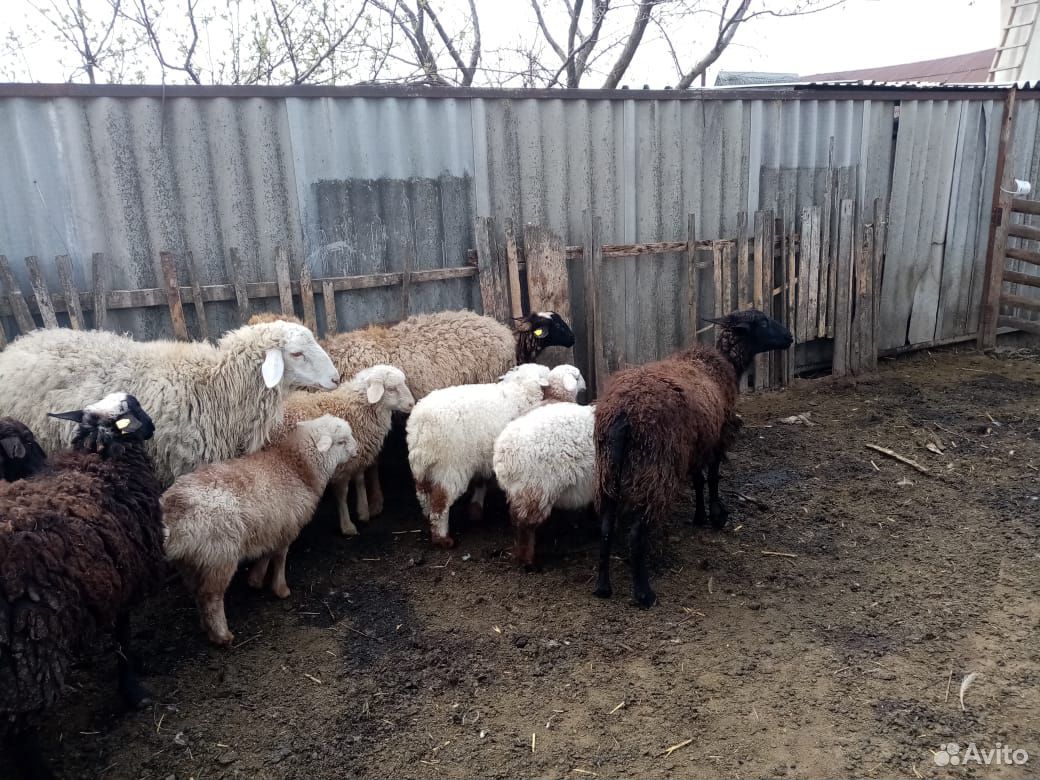 Овцы,ягнята купить на Зозу.ру - фотография № 9