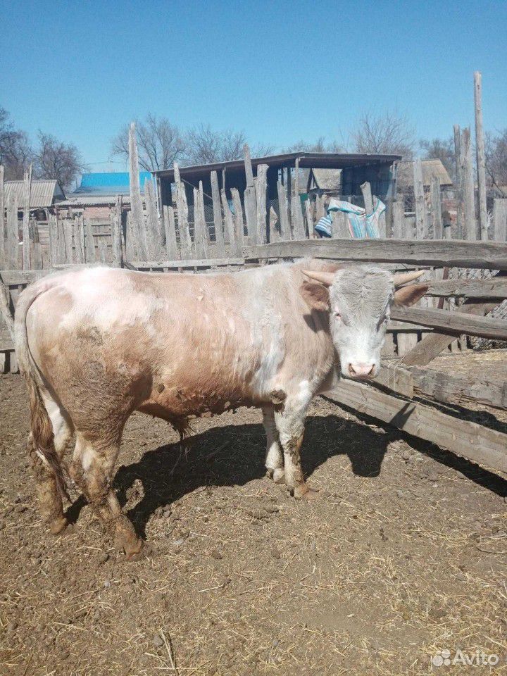Два Быка и корову купить на Зозу.ру - фотография № 1