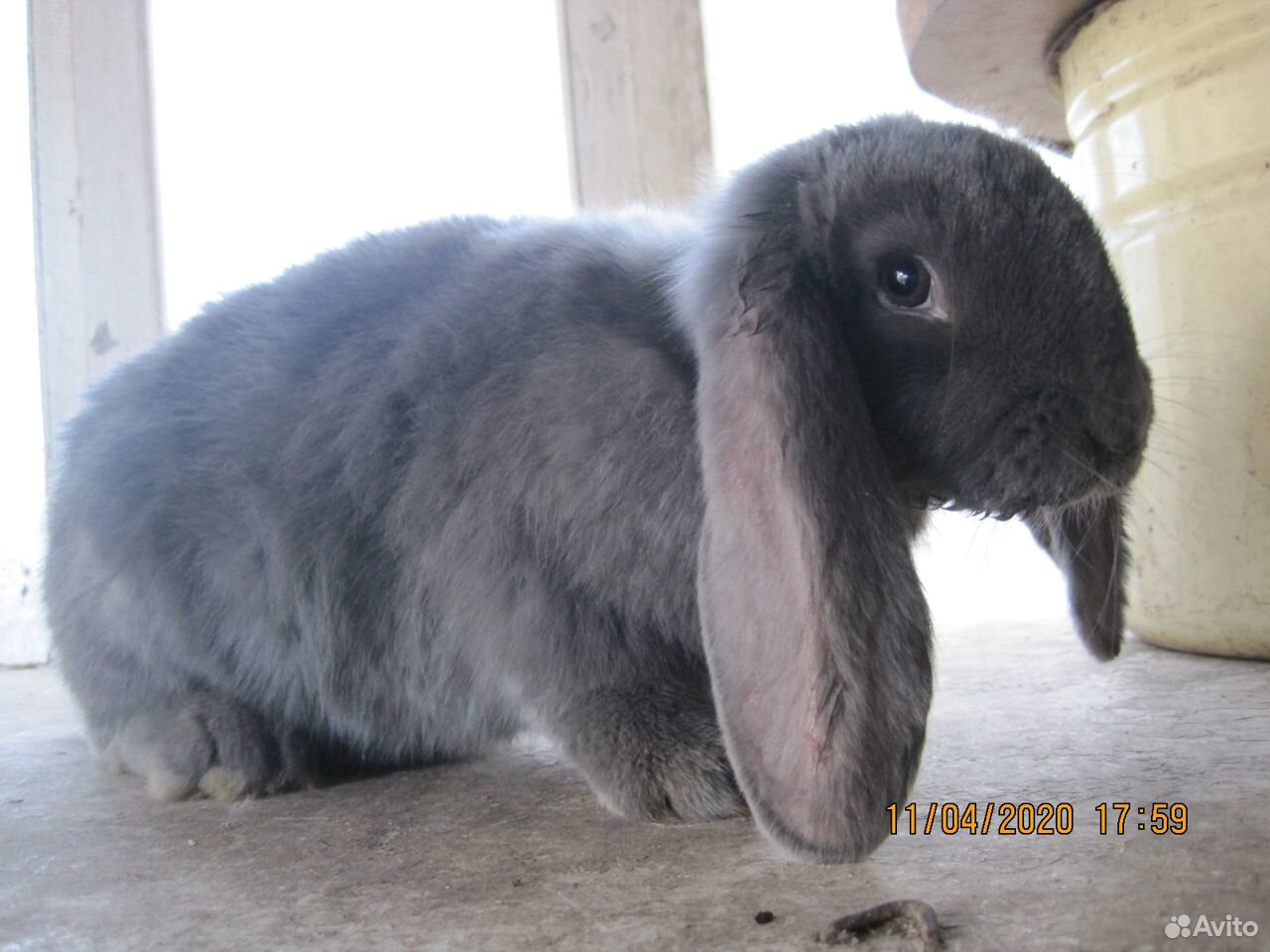 купить котенка в в. кролиководство. потерянные кошки в вышнем волочке. авито вышний животные. кролики прохладный авито.