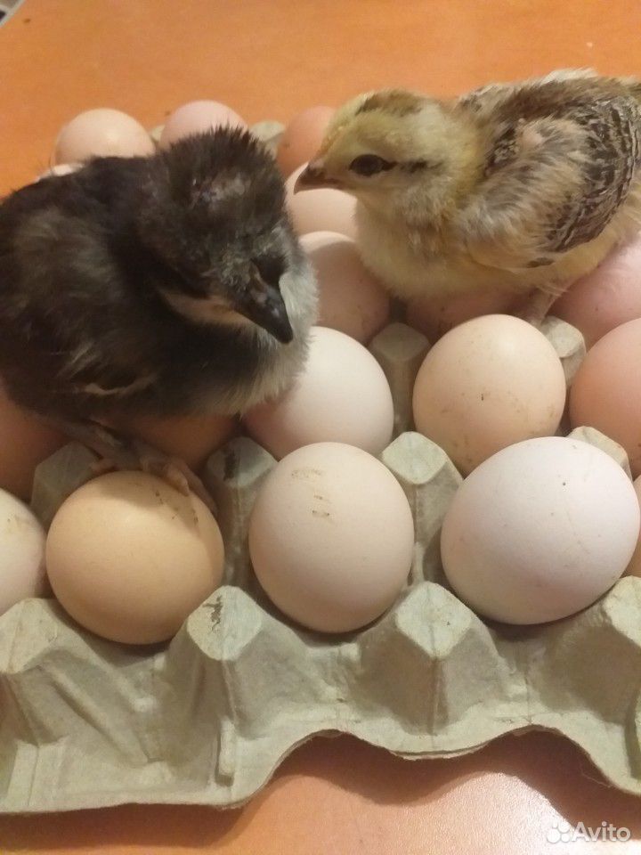Яйцо инкубационное куриное купить на Зозу.ру - фотография № 2