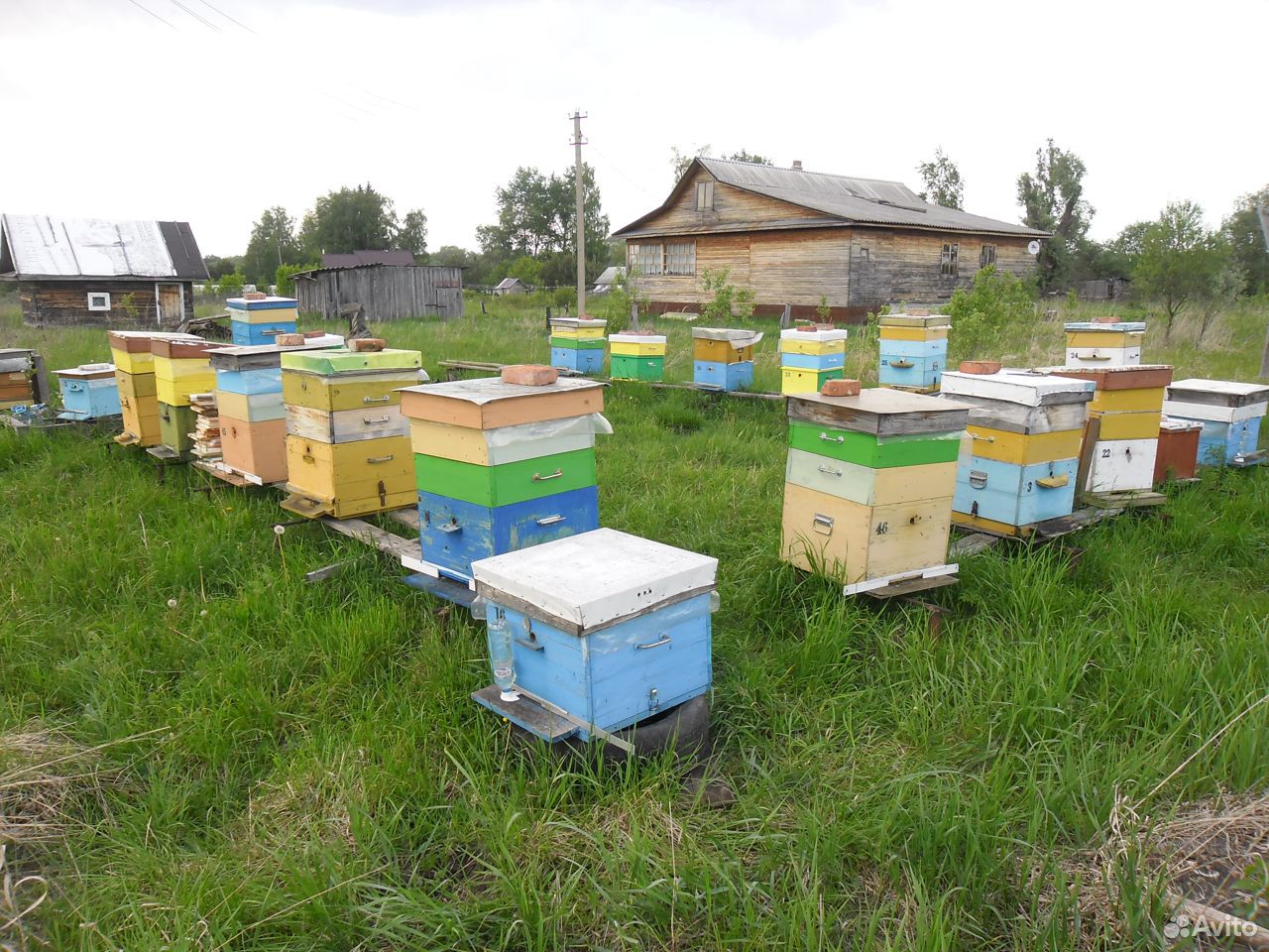 Пчелосемьи карника F1 купить на Зозу.ру - фотография № 1