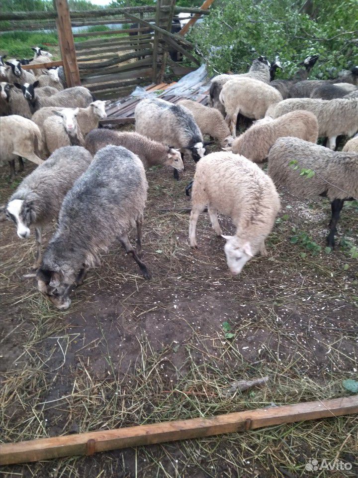 Овцы ярки баранчики купить на Зозу.ру - фотография № 7