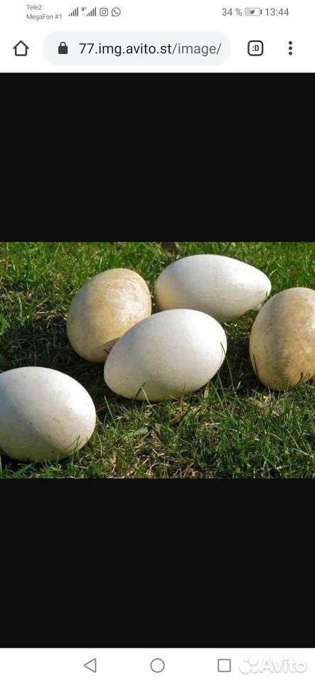 Продается яйцо гусиное от домашних гусей купить на Зозу.ру - фотография № 1