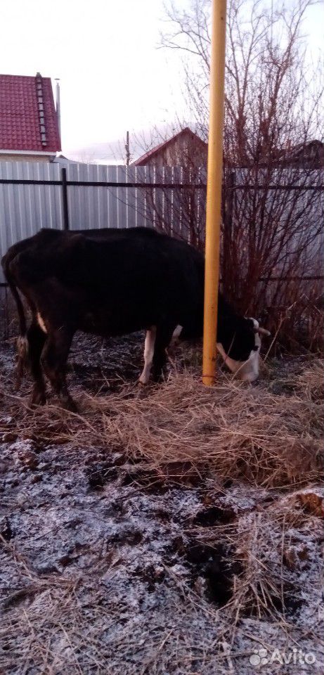 Бык и две молочные Коровы купить на Зозу.ру - фотография № 5