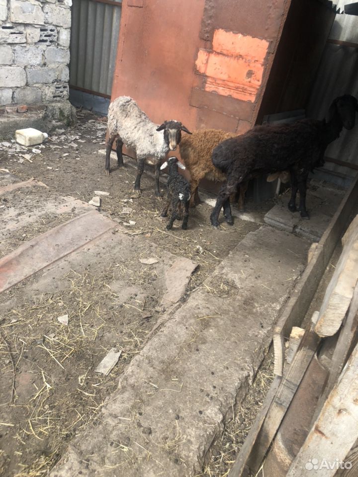 Овцы с ягнятами купить на Зозу.ру - фотография № 8