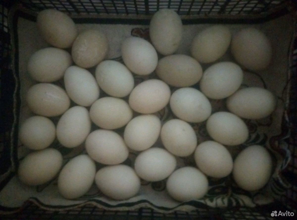 Яйца утиные и куриные домашние купить на Зозу.ру - фотография № 1