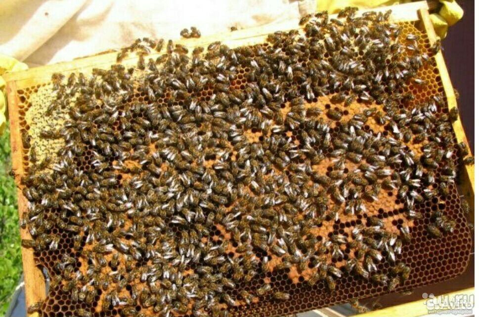 Продаются пчело семьи купить на Зозу.ру - фотография № 1