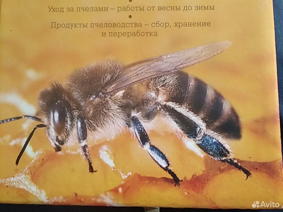 Продам пчел Карпатка купить на Зозу.ру - фотография № 1