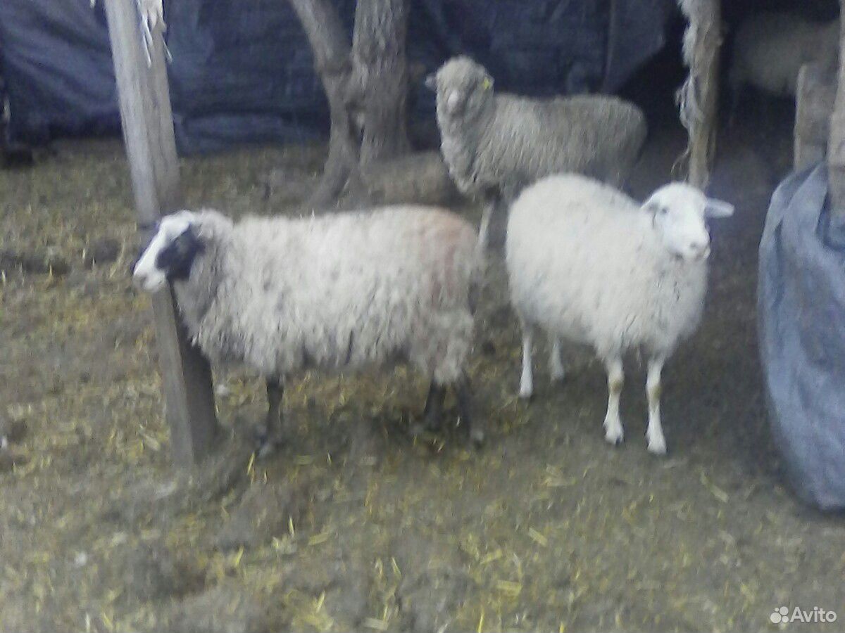 Овцы ягняты бараны козы купить на Зозу.ру - фотография № 4