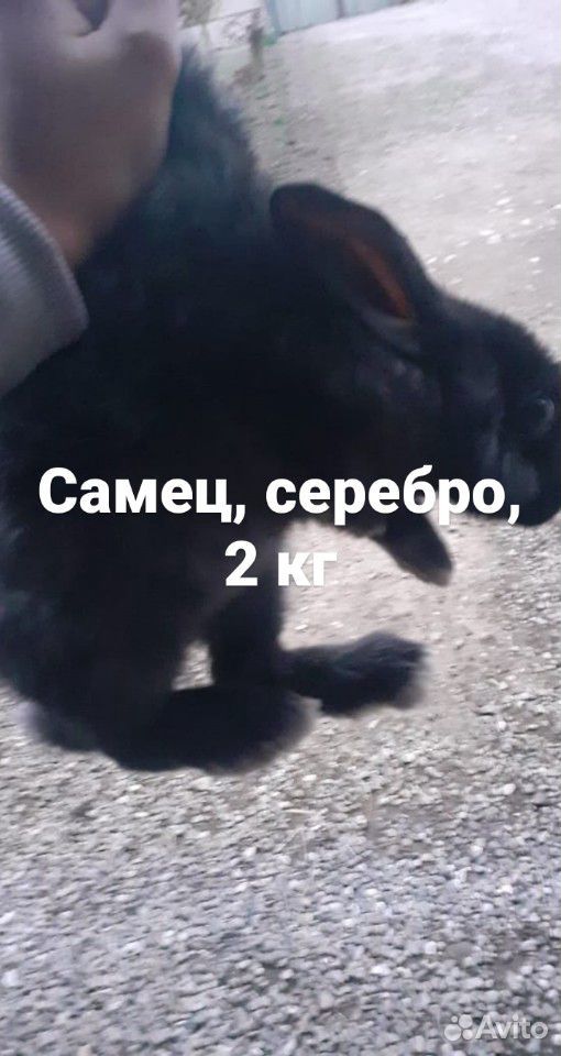 Кролики 2 кг самцы купить на Зозу.ру - фотография № 1