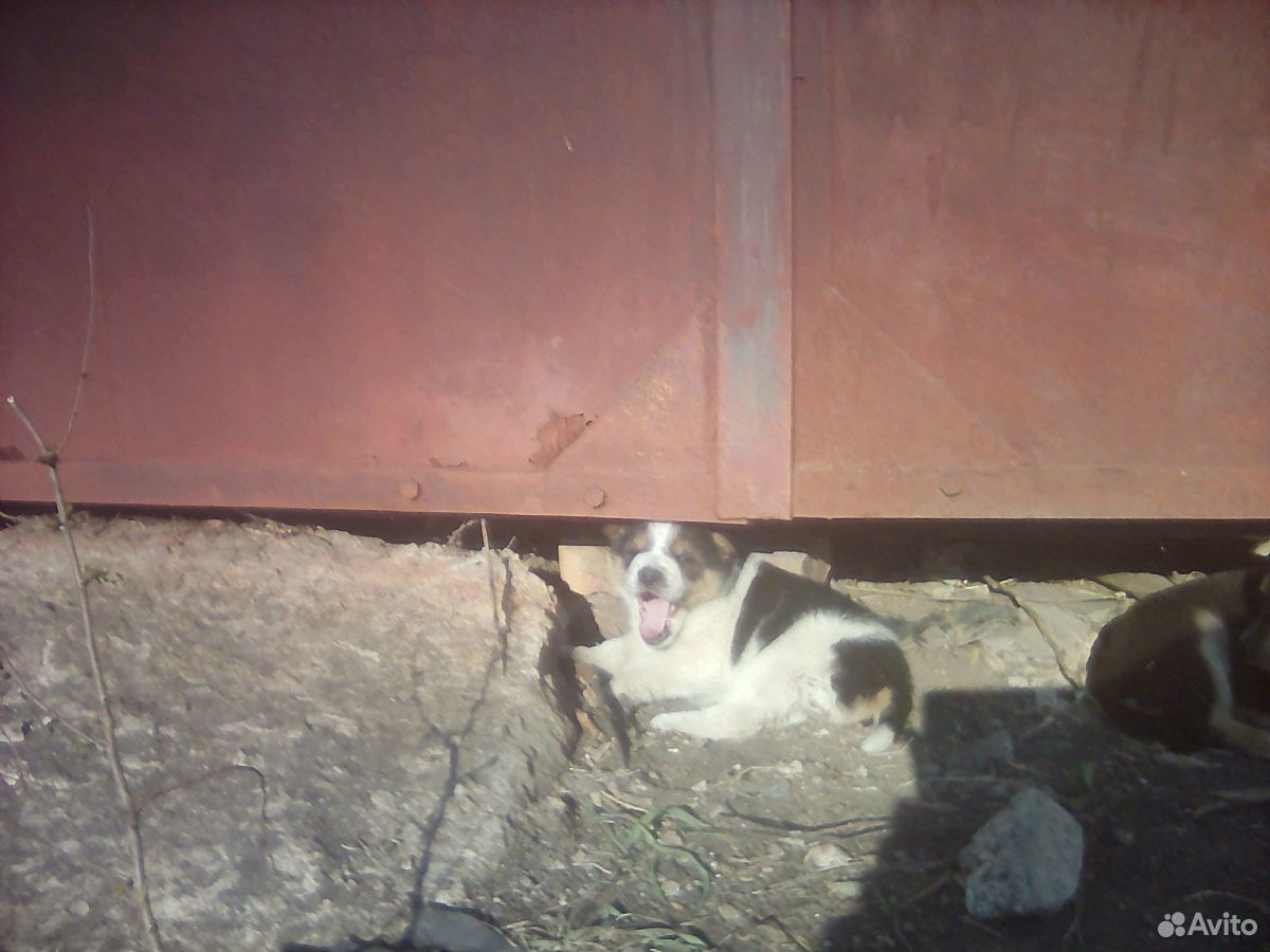Два красивых щеночка ищут свой дом,добрых хозяев Щ купить на Зозу.ру - фотография № 9